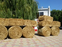 ���� ������ 2016